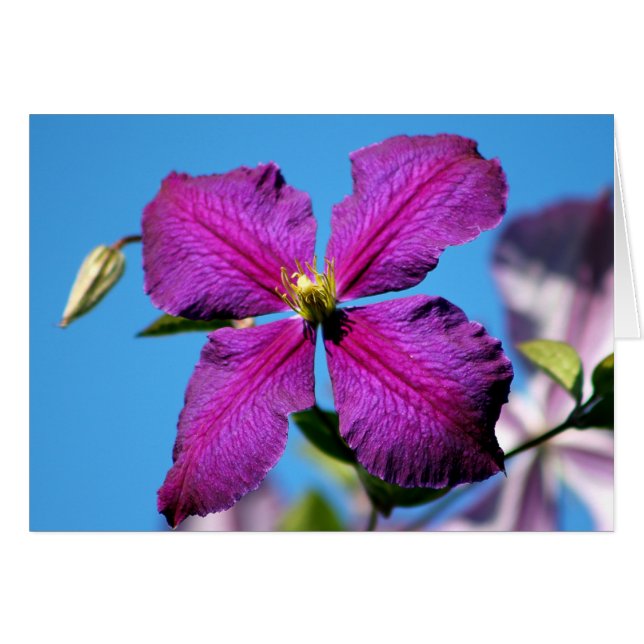 Purple Clematis Flower (Front Horizontal)