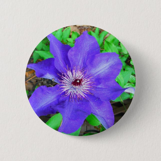 Purple Clematis Flower 6 Cm Round Badge (Front)