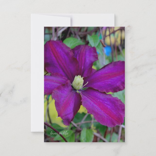 Purple Clematis Flower Card (Front)