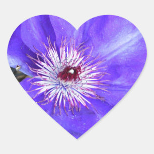 Purple Clematis Flower Heart Sticker