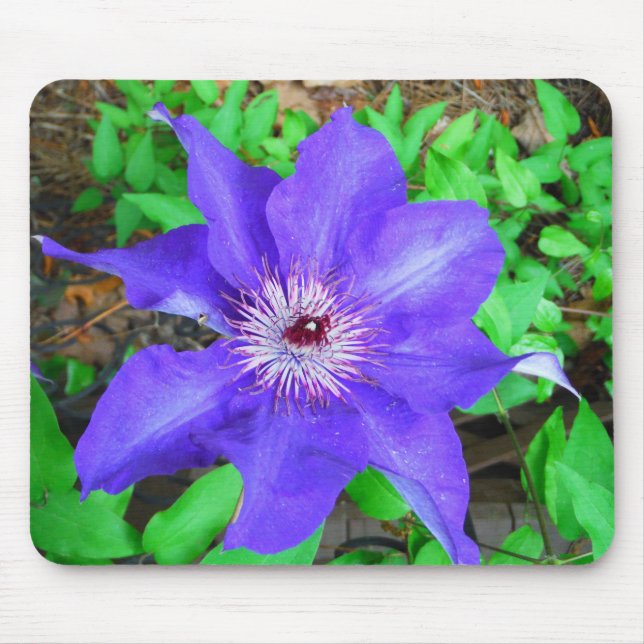 Purple Clematis Flower Mouse Mat (Front)