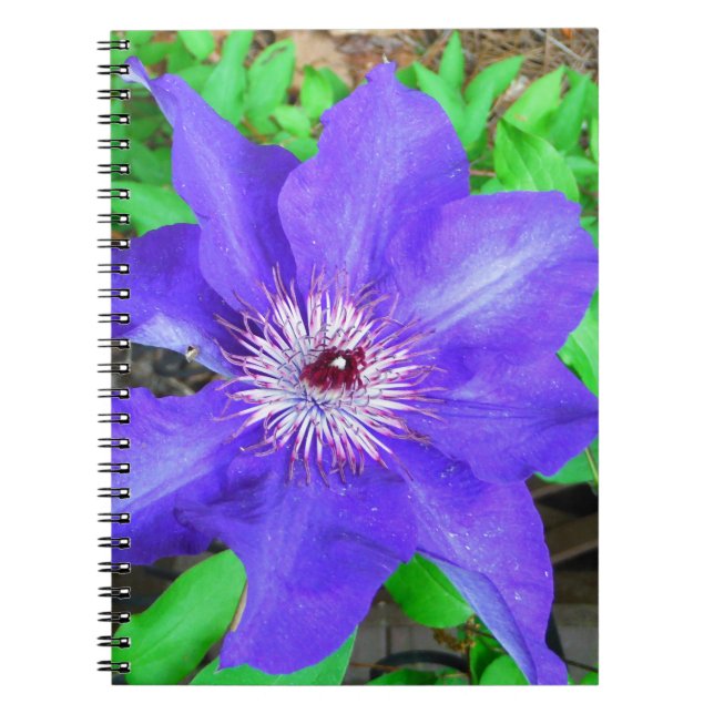 Purple Clematis Flower Notebook (Front)