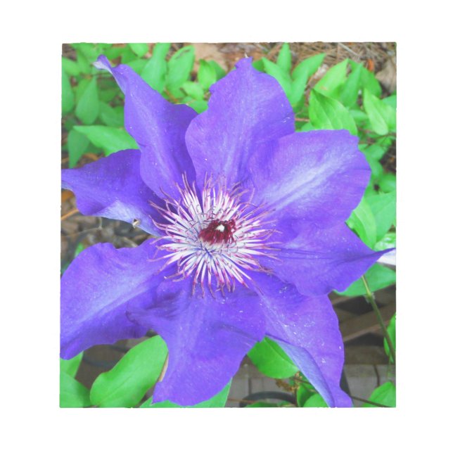 Purple Clematis Flower Notepad (Front)