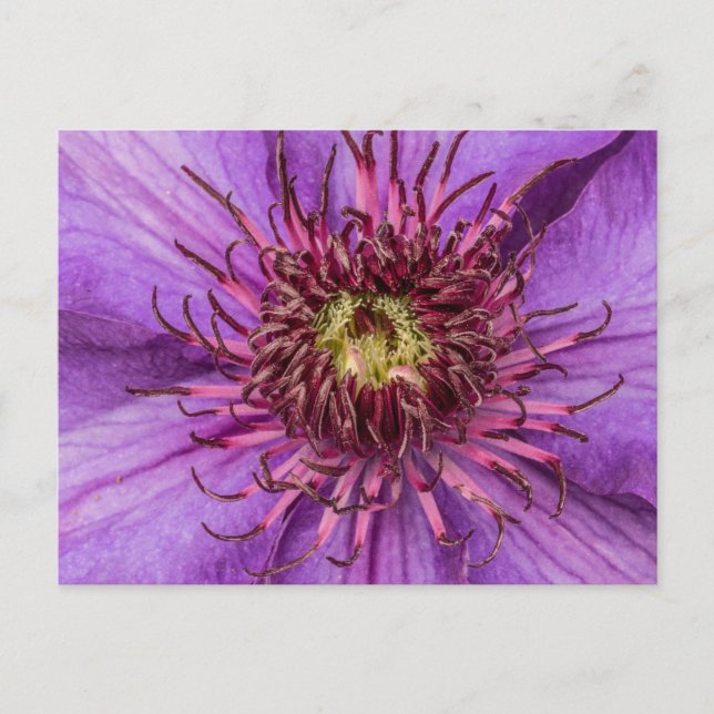 Purple Clematis Flower Postcard (Front)