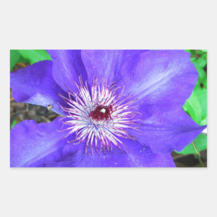 Purple Clematis Flower Rectangular Sticker