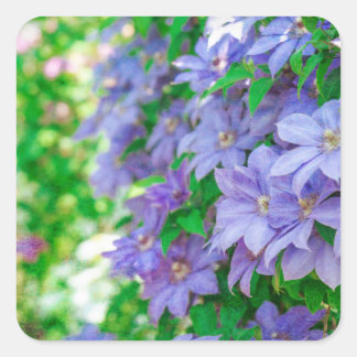 Purple Clematis flower Square Sticker