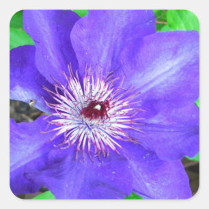 Purple Clematis Flower Square Sticker