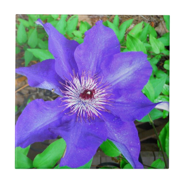 Purple Clematis Flower Tile (Front)