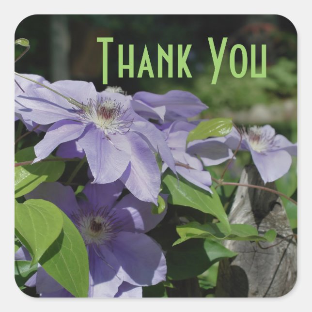 Purple Clematis Flowers Thank You Sticker (Front)