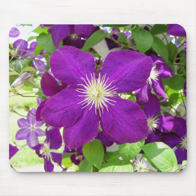 Purple Clematis Mouse Mat (Front)