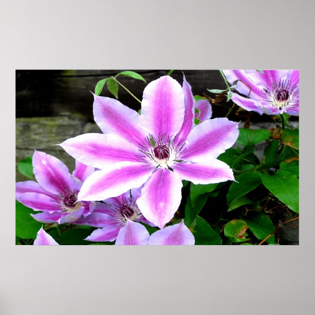 Purple Clematis Photograph Poster/ Print (Front)