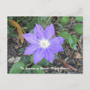 Purple Clematis Postcard