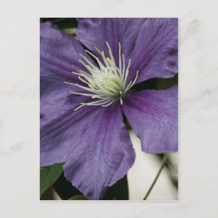 Purple Clematis Postcard