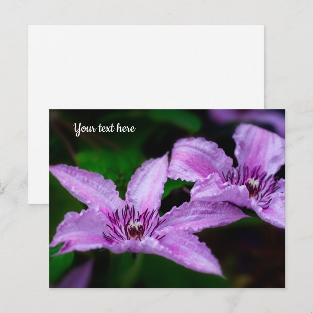 Purple Clematis Postcard (Front/Back)