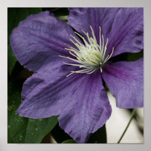 Purple Clematis Print