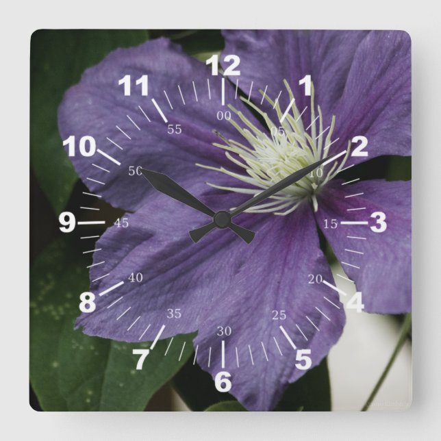 Purple Clematis Square Wall Clock (Front)