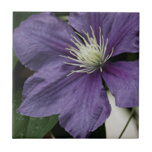 Purple Clematis Tile