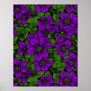 Purple Clematis vine Poster