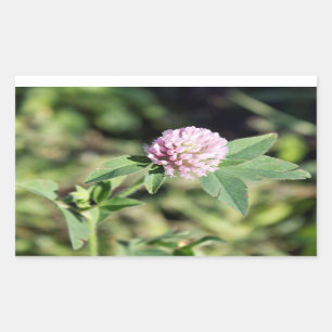 Purple Clover Wildflower Photo Rectangular Sticker