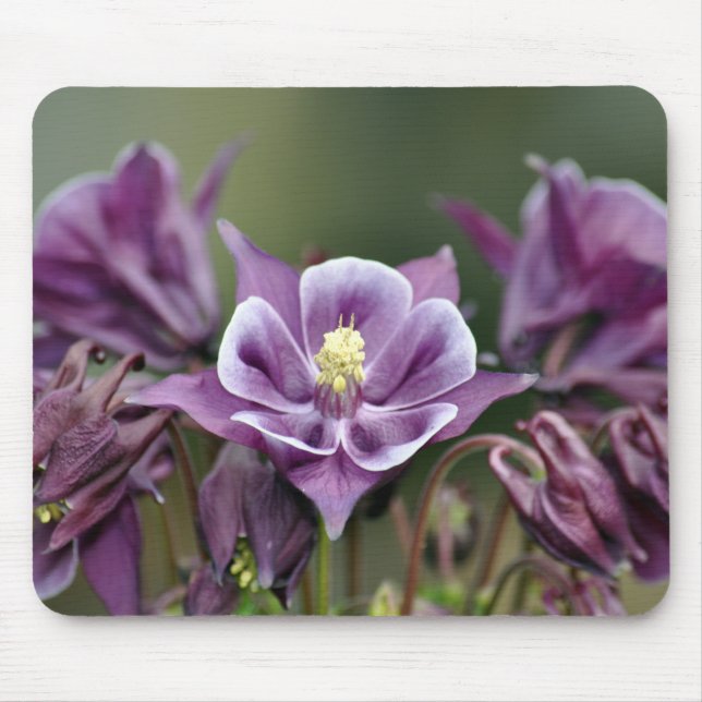Purple columbine flower mouse mat (Front)