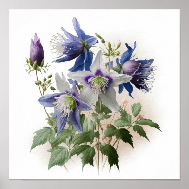 Purple Columbine Flowers Art Print Poster (Front)