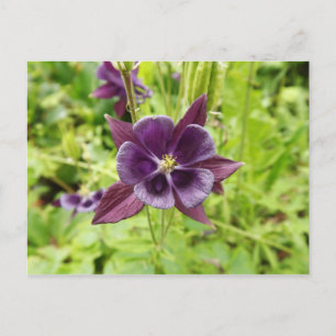Purple Columbine Postcard