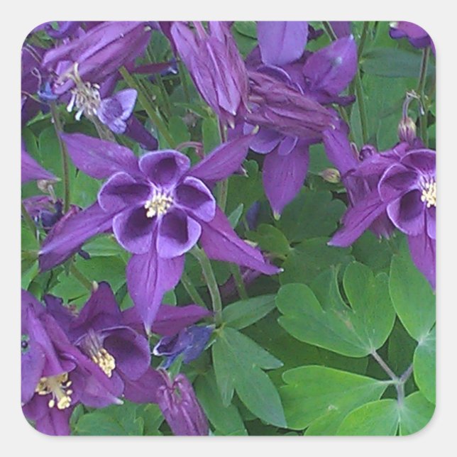 Purple Columbines - Square Sticker (Front)