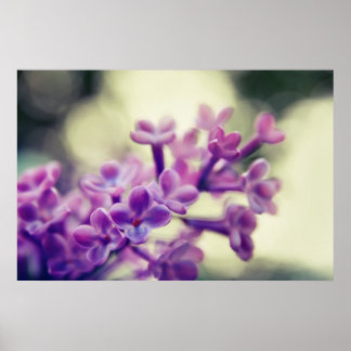 Purple Common Lilac Blossom in Bokeh Poster