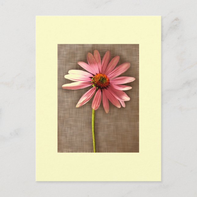 Purple Cone Flower Echinacea purpurea Postcard (Front)