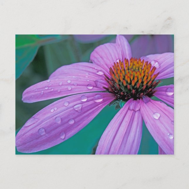 Purple Cone flower with water drops Postcard (Front)