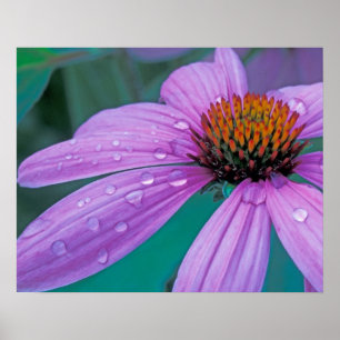 Purple Cone flower with water drops Poster