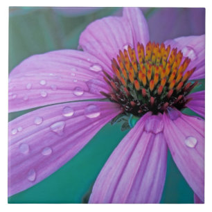 Purple Cone flower with water drops Tile