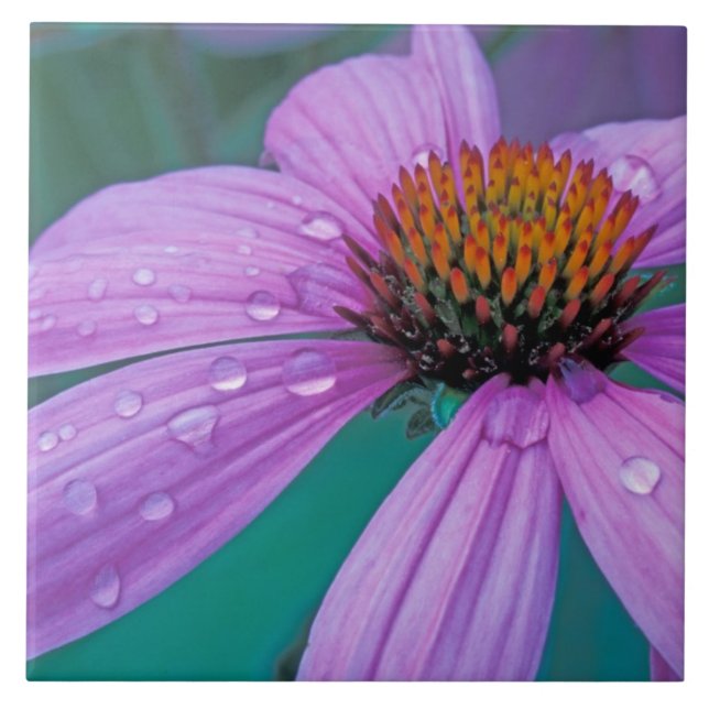 Purple Cone flower with water drops Tile (Front)