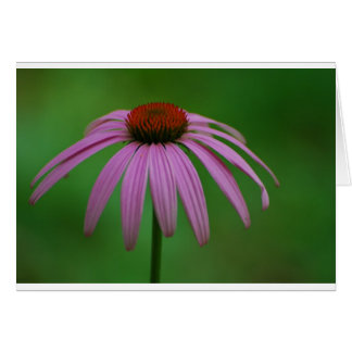 Purple Coneflower