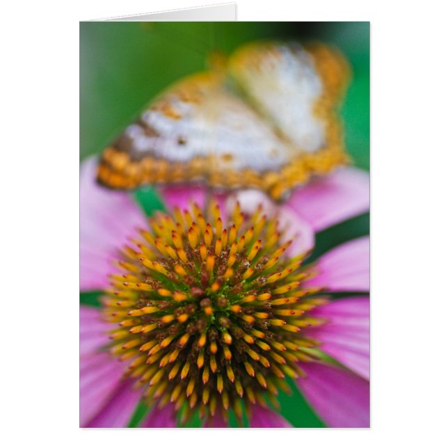 Purple Coneflower (Front)