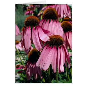 Purple coneflower, echinacea purpurea
