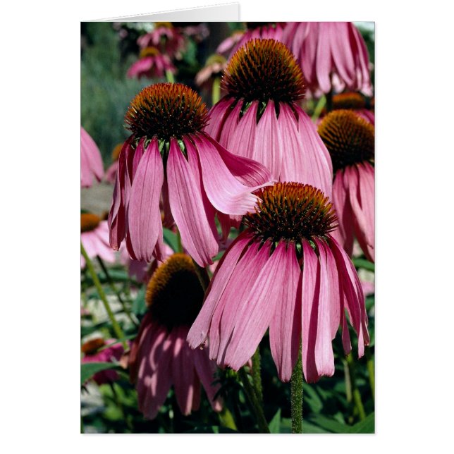 Purple coneflower, echinacea purpurea (Front)