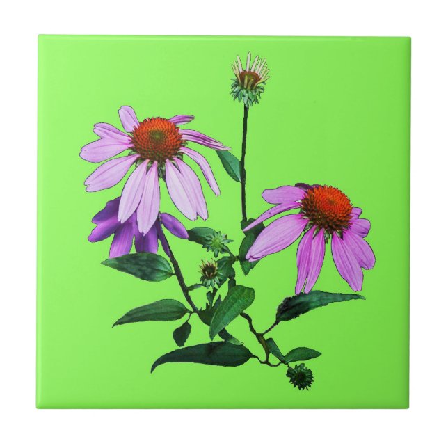 Purple Coneflower On Green Tile (Front)