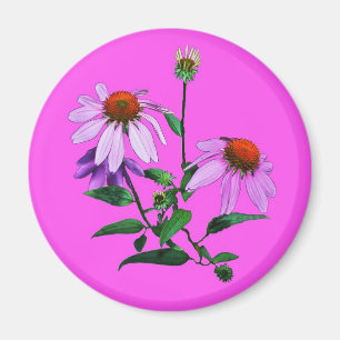 Purple Coneflower On Pink Magnet