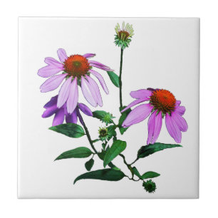 Purple Coneflower On White Tile