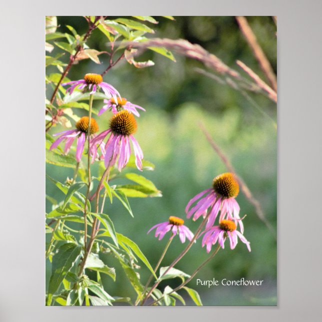 Purple Coneflower Poster (Front)