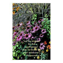 Purple Coneflower Posters