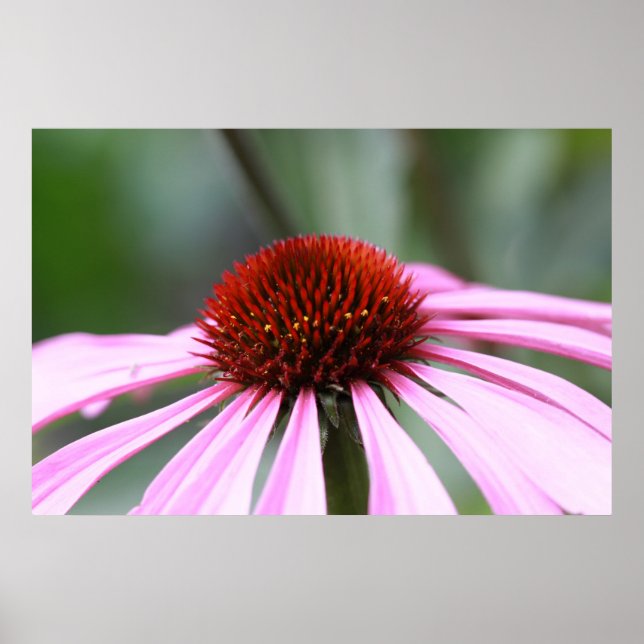 Purple Coneflower Print (Front)