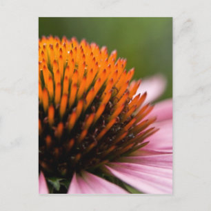 Purple Coneflower   Sonnenhut Postcard