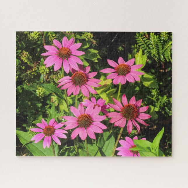 Purple Coneflowers, Bute Park, Cardiff, Wales Jigsaw Puzzle (Horizontal)