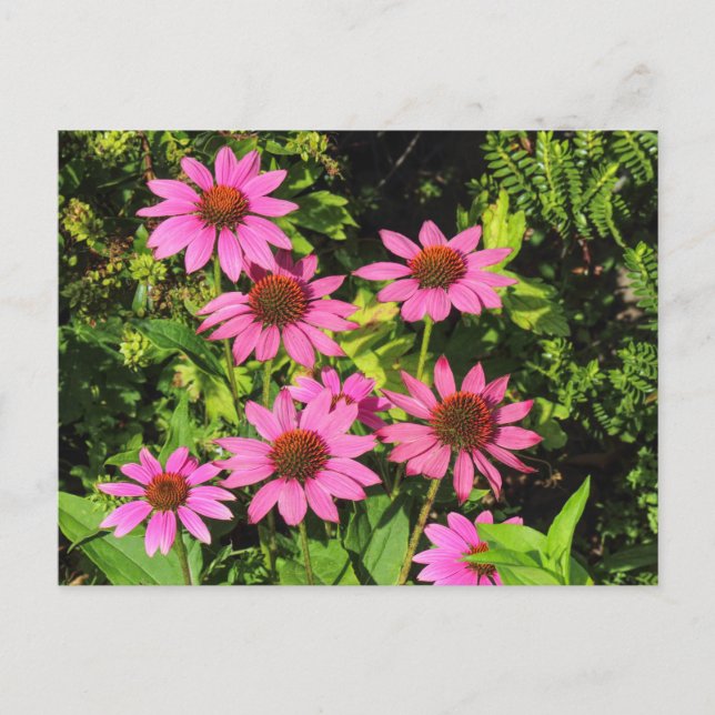 Purple Coneflowers, Bute Park, Cardiff, Wales Postcard (Front)