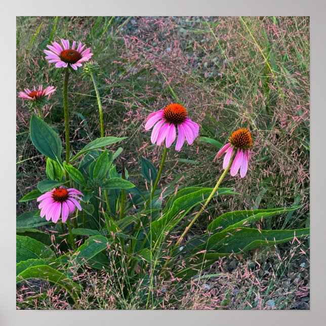 Purple Coneflowers Photo Poster (Front)