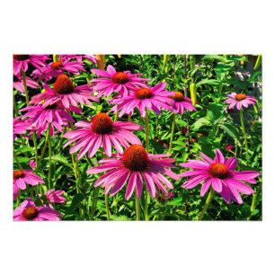 Purple Coneflowers Photo Print