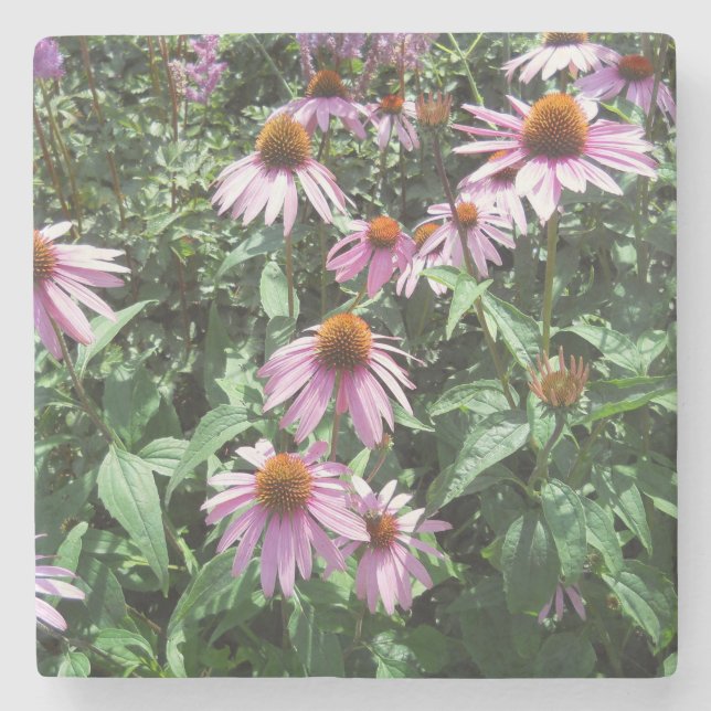 Purple Coneflowers  Stone Coaster (Front)