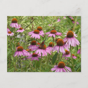 Purple Coneflowers with Butterfly DIY Postcard